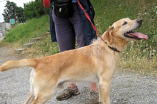 Alerte à la leishmaniose canine en Corse et.... Un-moi10