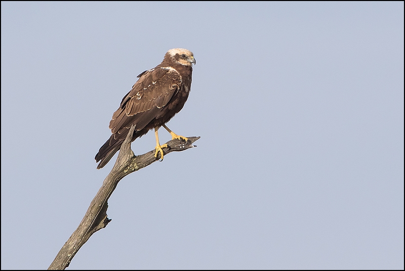 Photos de Fisher24 : maj du 20/01/16 (Le Teich) - Page 35 Img_6312