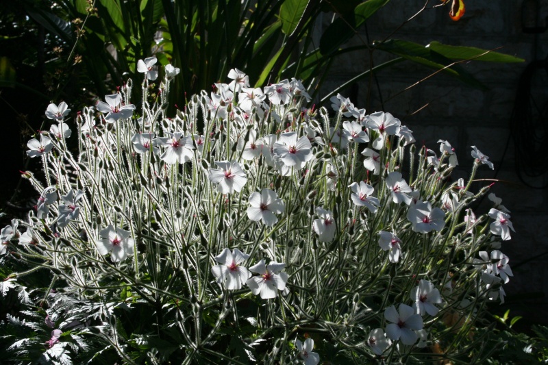 Geranium maderense - géranium de Madère Gerani11