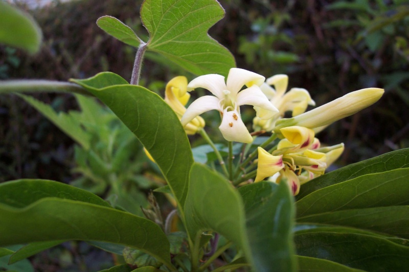 Hymenosporum flavum - frangipanier australien Pittos10