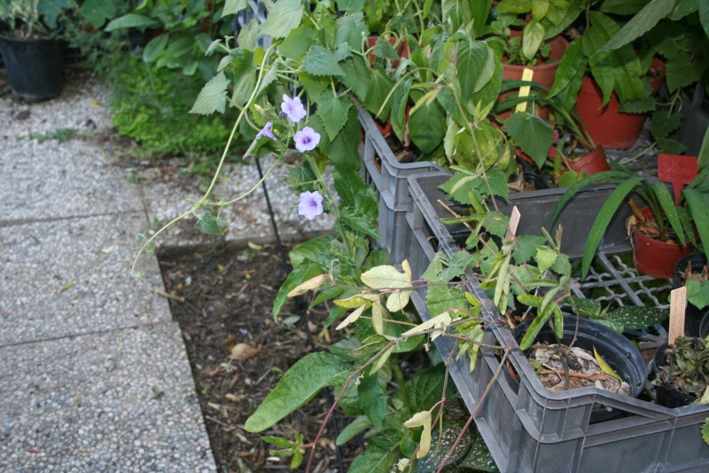 Ruellia tuberosa Ruelli12