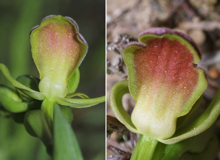 A prpos d'Ophrys eleonorae Eleono10