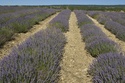 Sault, Valensole... et autres paysages de lavandes _mg_0010