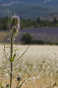 Sault, Valensole... et autres paysages de lavandes _mg_0013