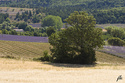 Sault, Valensole... et autres paysages de lavandes _mg_0015