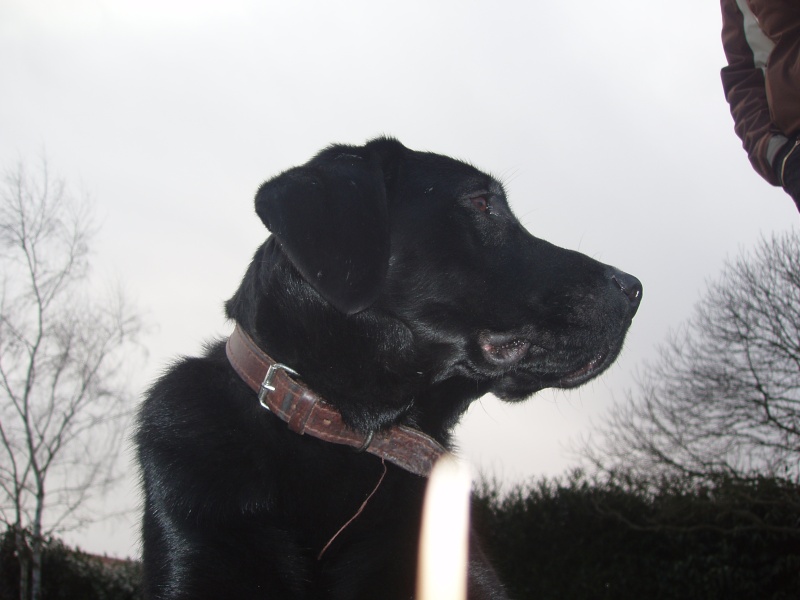 dora labrador femelle noir de 12 mois école des chiens guides d'aveugles dpt 77 Dora_012