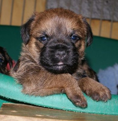 Couleurs de nos Border Terriers - Page 3 1510