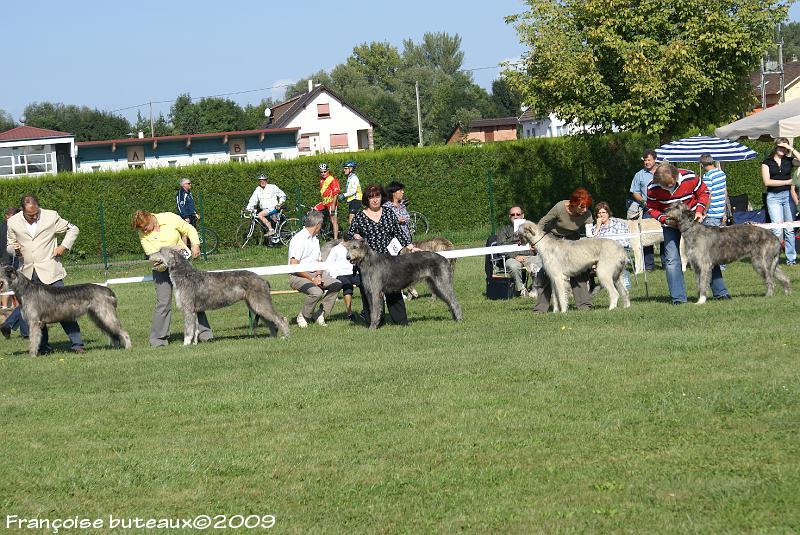 Deerhound et irish Wolfhound Dsc00110