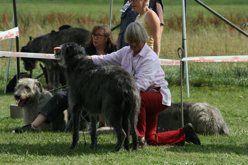 Deerhound et irish Wolfhound Img_8313