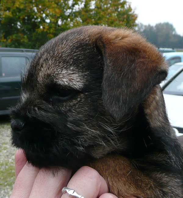 Couleurs de nos Border Terriers - Page 2 Ron20h10