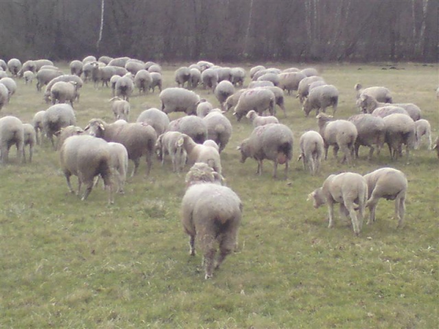 Quand Roxane rencontre des moutons ..... Dsc00516