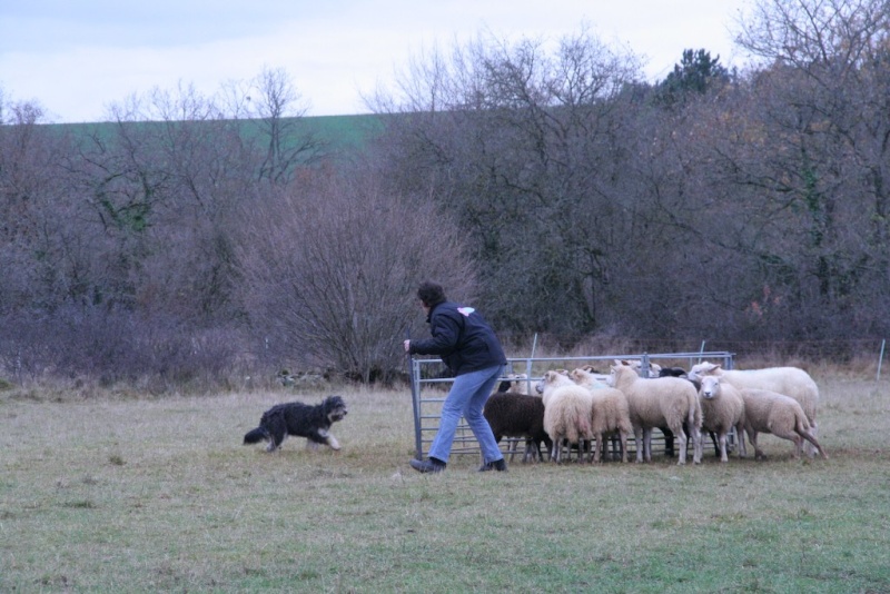 Nous, on va aller voir les moutons! - Page 4 Img_5010