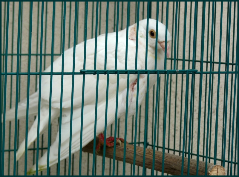 Le bel oiseau blanc P1000110