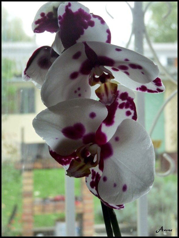 Mes Orchidées P1050914