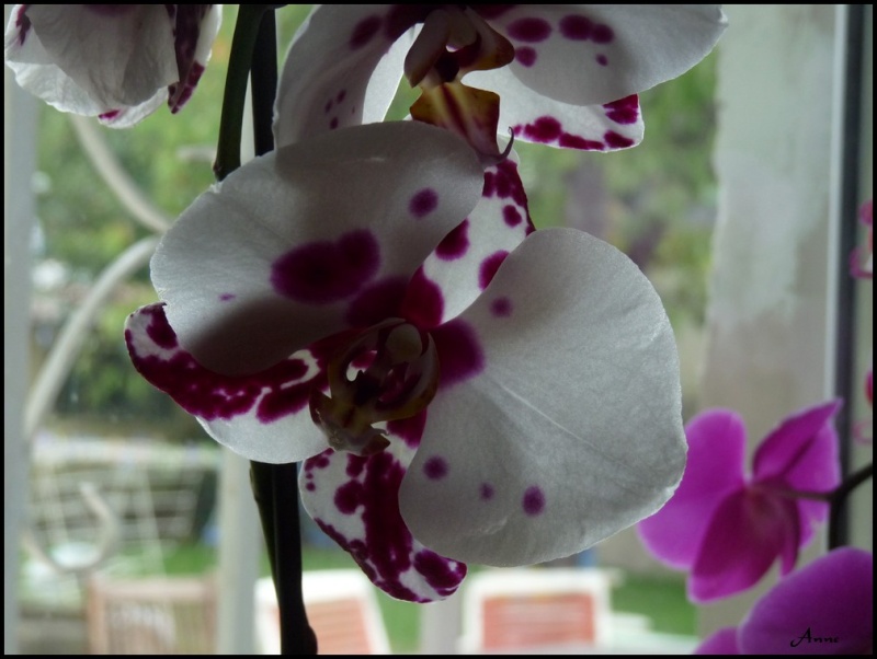 Mes Orchidées P1050915