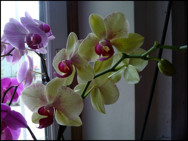 Mes Orchidées P1050916