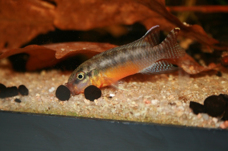Congochromis sabinae 01611