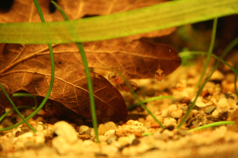 apisto viejita ponte - Page 2 03410