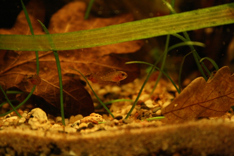 apisto viejita ponte - Page 2 04710