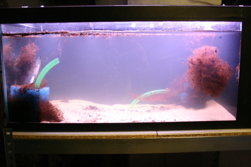 mes aquariums... 06110