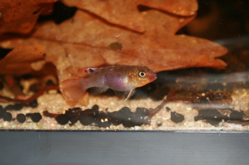 Congochromis sabinae 07811
