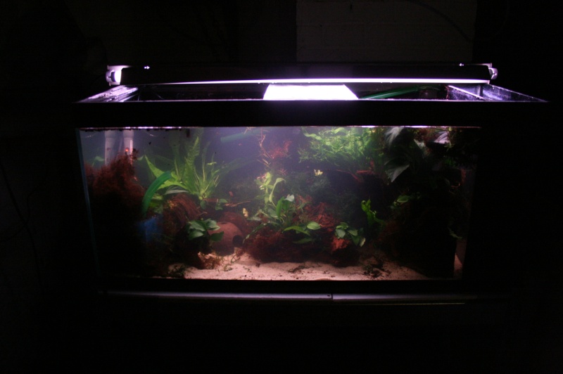 mes aquariums... 10610