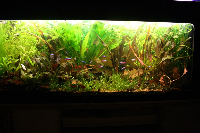 mes aquariums... - Page 3 11812