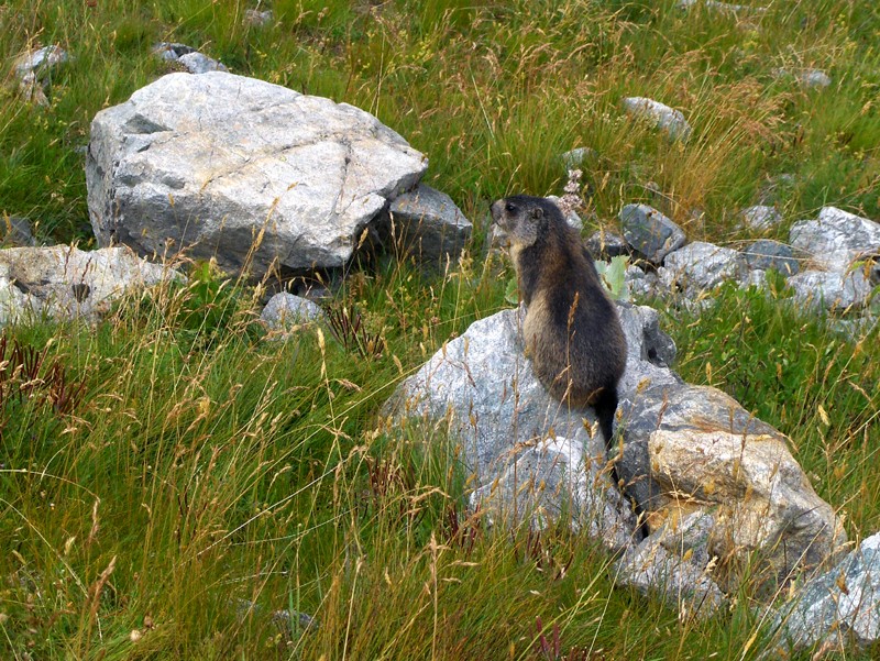 Marmotte fin d'été Hpim6110