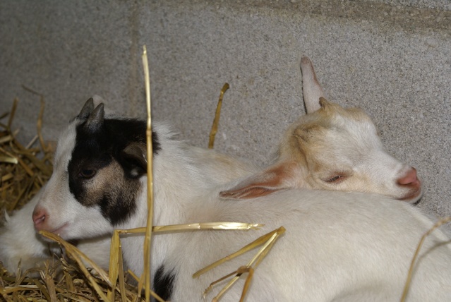 Après mes chèvres Nubiennes, voici mes chèvres naines ! Dsc00112