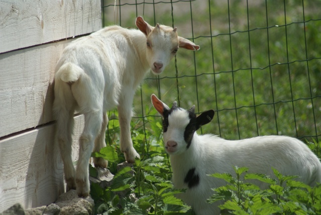 Après mes chèvres Nubiennes, voici mes chèvres naines ! Dsc00210