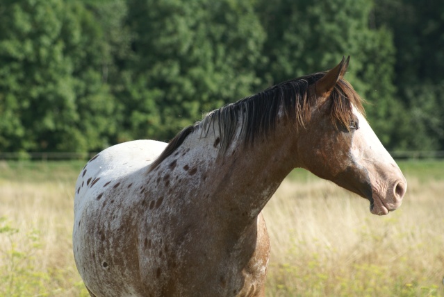 Ma belle Comète... Dsc02015