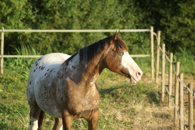 Ma belle Comète... Dsc02315