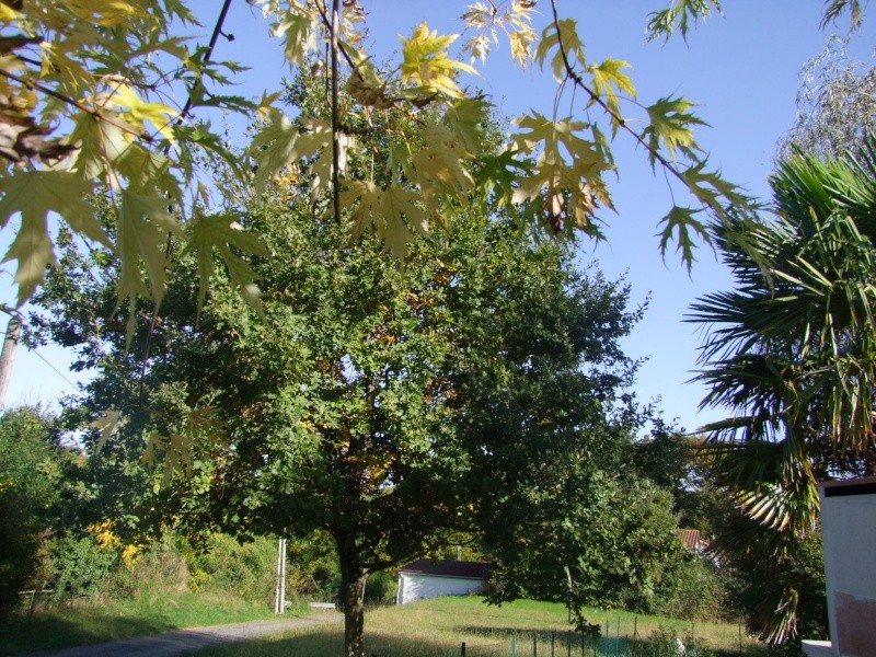 Concours photos thme impos Octobre : les couleurs de l'automne Couleu22