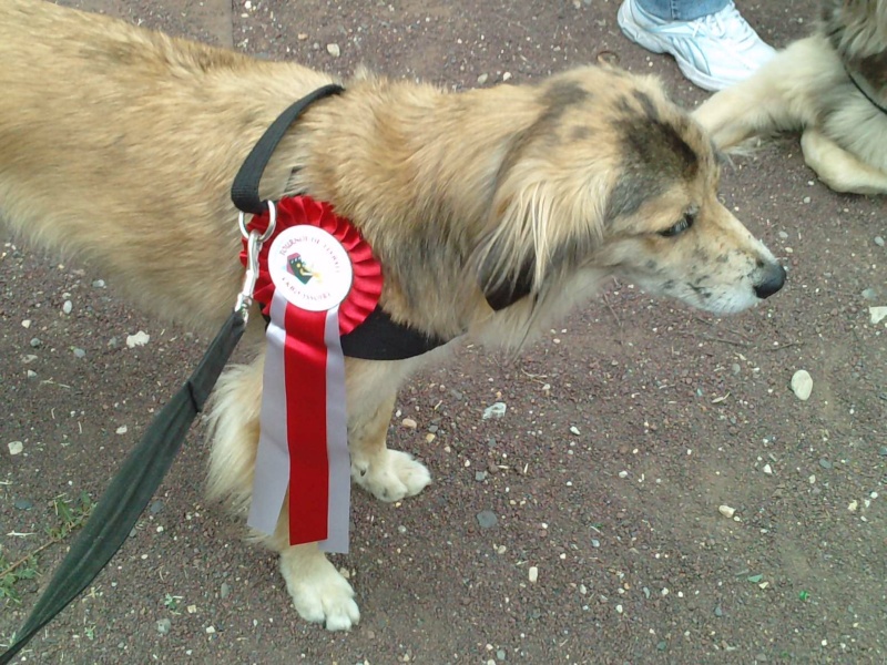 Tournoi Flyball en auvergne P3108018