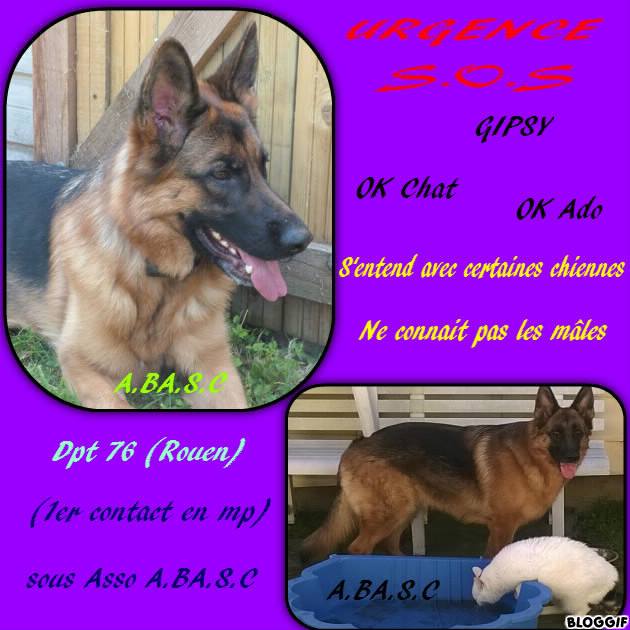 GIPSY, 5ans, (75) 12832311