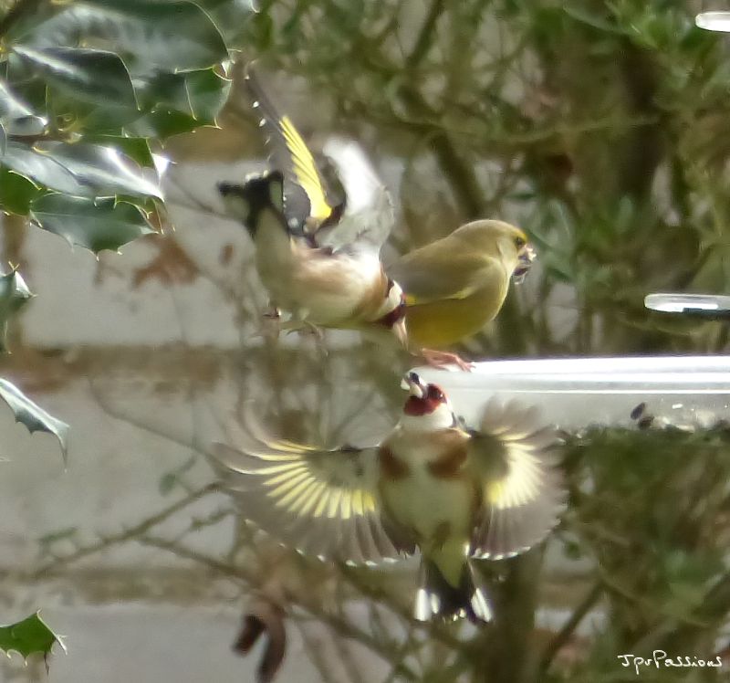 POTD - LUMIX du 02/03/2016 P1150210