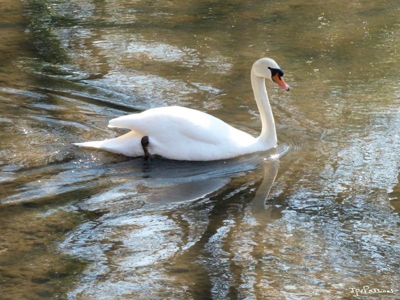 Cygne P1150615