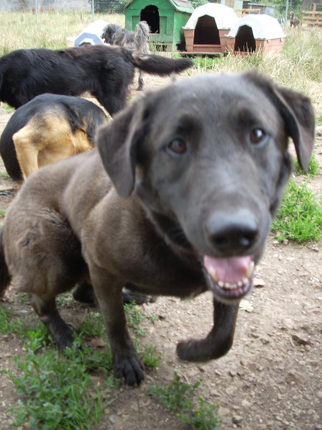 BAZOUKA, mle crois Labrador de 3 ans (29) Bazouk10