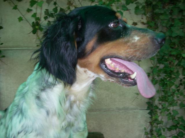 29 VIXEN, SETTER tricolore, 3 ans... trouvé Vixen_10