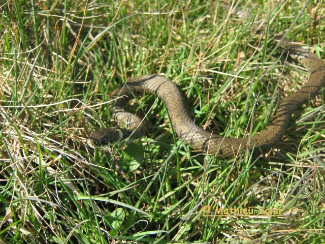 Herping du 15 Mars 2009 -  "Jamais deux sans trois" Img_1110