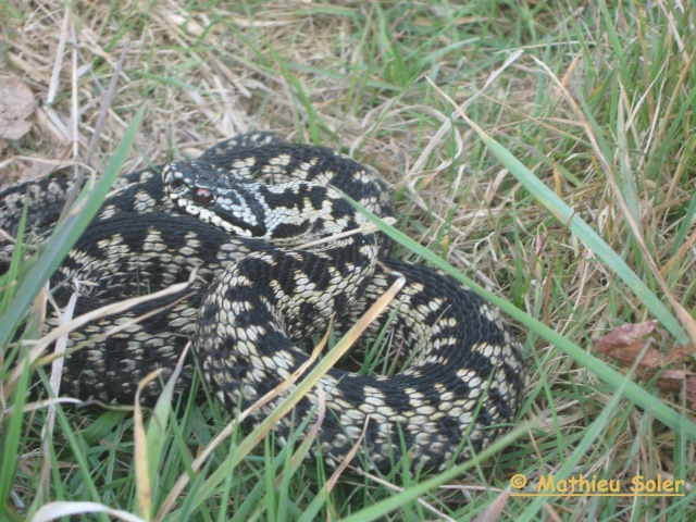 herping du 30 mars 2009 - Vipères péliades et orvet. Img_1221