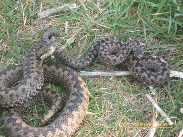 herping du 30 mars 2009 - Vipères péliades et orvet. Img_1226