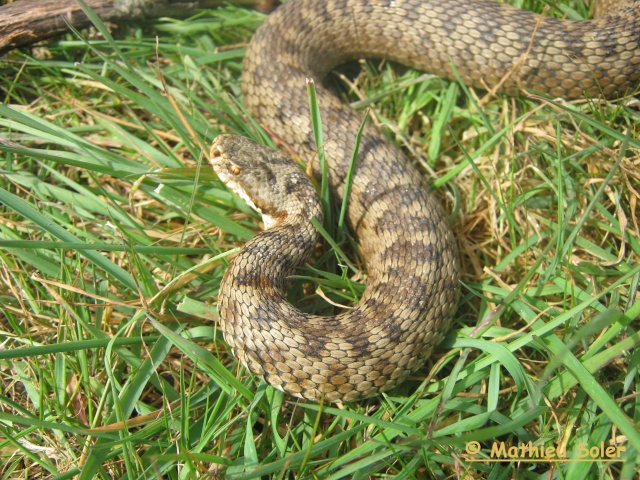 Herping du 5 Avril 2009 - vipères Aspic et péliades ... Img_1313