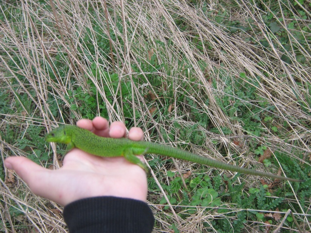 Herping du 5 Avril 2009 - vipères Aspic et péliades ... Img_1327