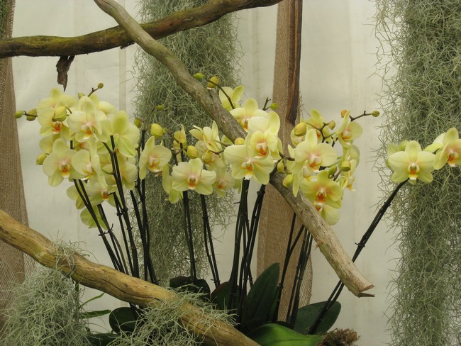 les orchidées Img_0810