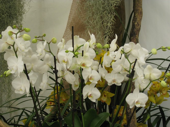 les orchidées Img_0811