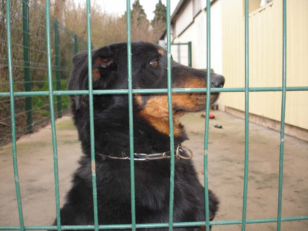 Zoxea berger de beauce femelle 4ans (cherbourg) Dsc02444