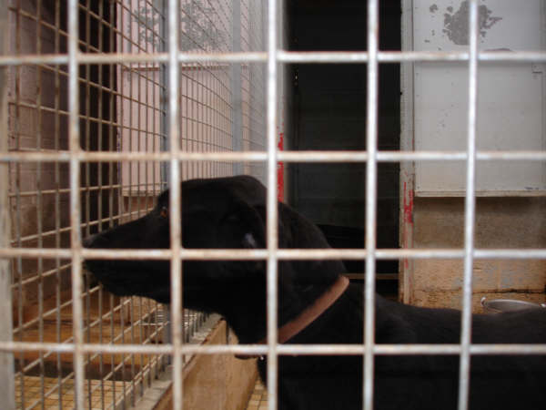 Kenya labrador male 2ans (SPA cherbourg) Dsc02449