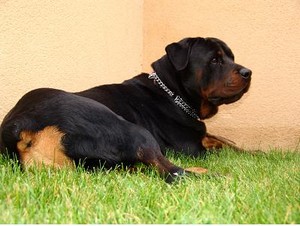 Ulk rottweiller male 5ans Ulk110