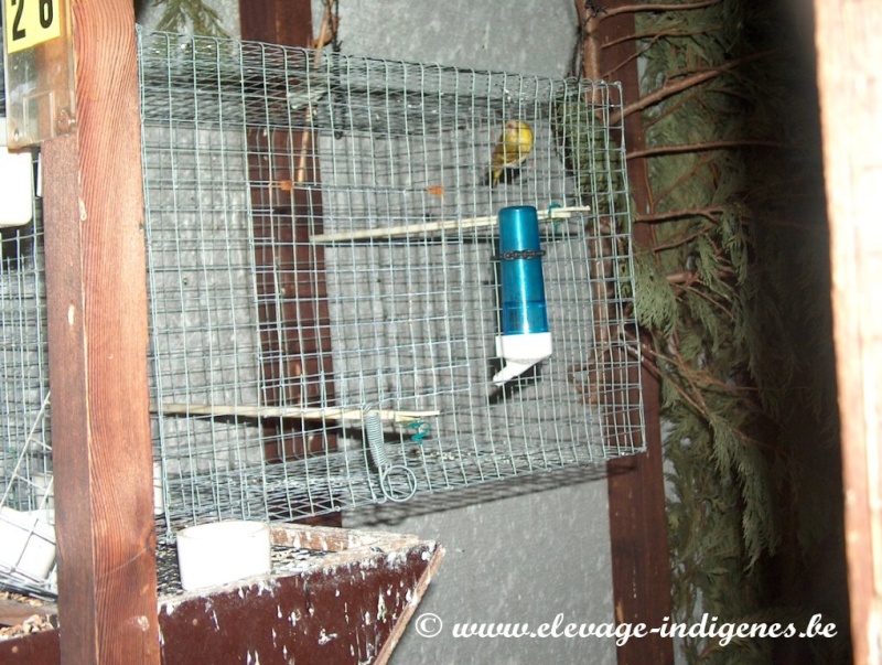 Cages de sevrage dans mes loges Hpim3320